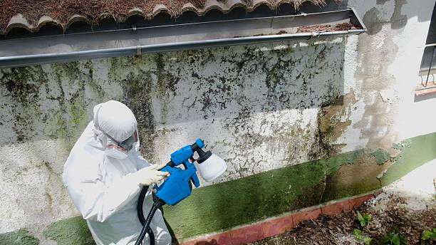 Top rated local Mold Remediation specialists in Bristow, VA